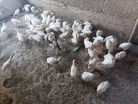 Chickens — Foto 3