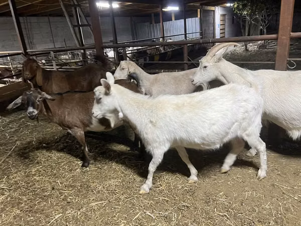 Ziege, Kamori goats