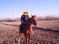 公马, Horses — 照片 3