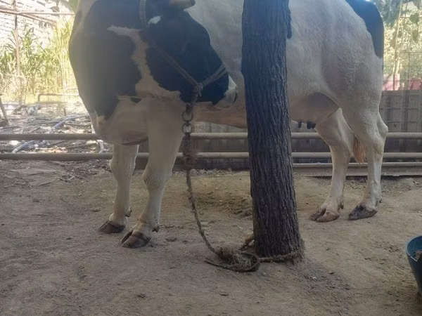 Vaca, Raza Holstein