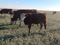 Бұқа, Simmental cattle — 4-сурет