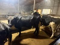 Toro, Raza Auliékol — foto 5