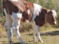 Bulle, Simmental cattle — Foto 6