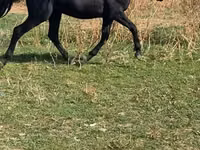 घोड़ी, घोड़े — फ़ोटो 2
