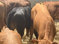 ІҚМ (топ, жынысы көрсетілмеген), Simmental cattle — 7-сурет