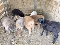 公羊, Sheep — 照片 4