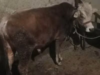 Toro, Ganado vacuno — foto 3