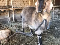 Ziege, Beetal goats — Foto 3