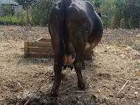 Vaca, Ganado vacuno — foto 4