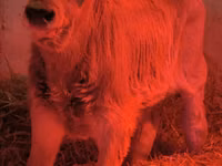 Buqa, Swiss cattle — 6-rasm