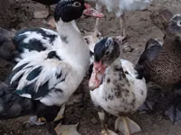 Ducks — 3-сурет