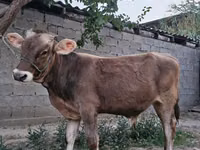 ثور, الماشية — الصورة 6
