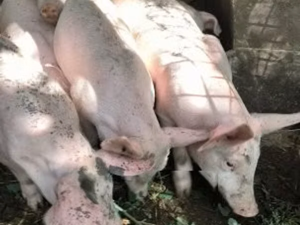 Schweine (Partie, Geschlecht nicht angegeben), Schweine