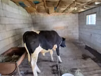 Toro, Raza Holstein — foto 7