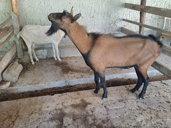 تيس, Alpine goat — أوزبكستان
