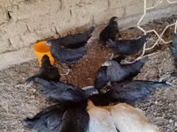 Australorp — Foto 1