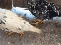 Chickens — Foto 3