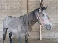 Caballo, Kustanai horse — foto 1