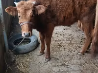 母牛, Cattle — 照片 1