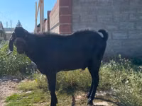 تيس, Nubian Goat — الصورة 2