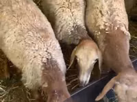 Oveja, Arashan sheep — foto 1