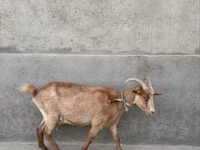 Goat, Alpine goat — photo 2
