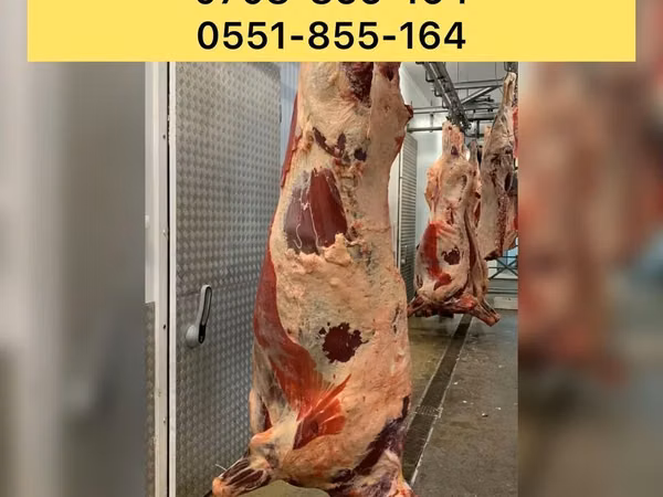 Toro, Ganado vacuno — Kirguistán