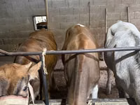 Cow, Simmental cattle — photo 7