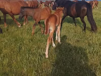 Mare, Horses — photo 4
