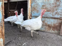 Turkeys — Foto 3