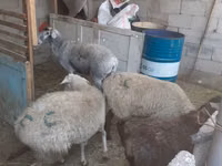 نعجة, Yecheng sheep — الصورة 2