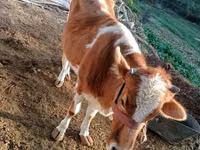 Kuh, Simmental cattle — Foto 3