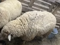 كبش, Merino sheep — الصورة 1