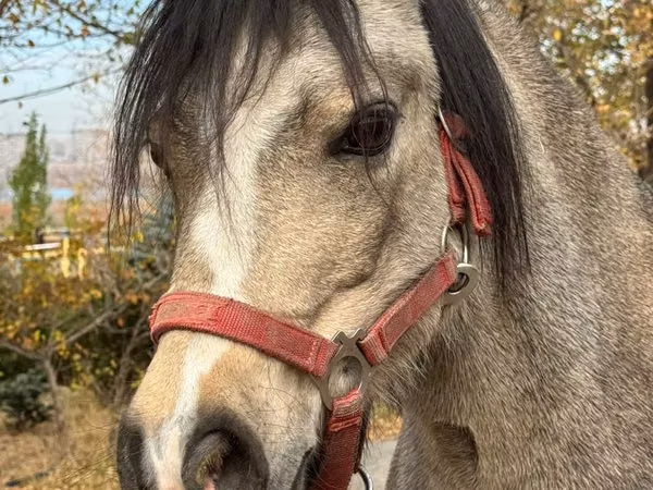 Yegua, Welsh Mountain Pony