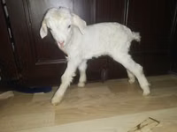 Ziege, Nubian Goat — Foto 7