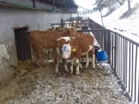 Bulle, Simmental cattle — Foto 8