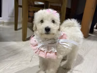 Toy pudle dişi 3 aylıq ağ rəngdə — Foto 2