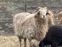 Ram, Sheep — photo 1