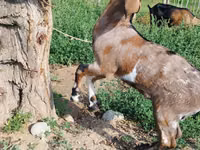 Ziege, Nubian Goat — Foto 1