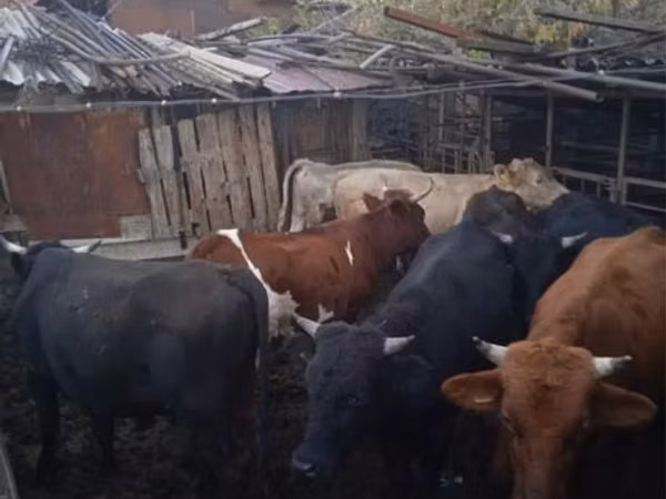 公牛, Cattle — 哈萨克斯坦