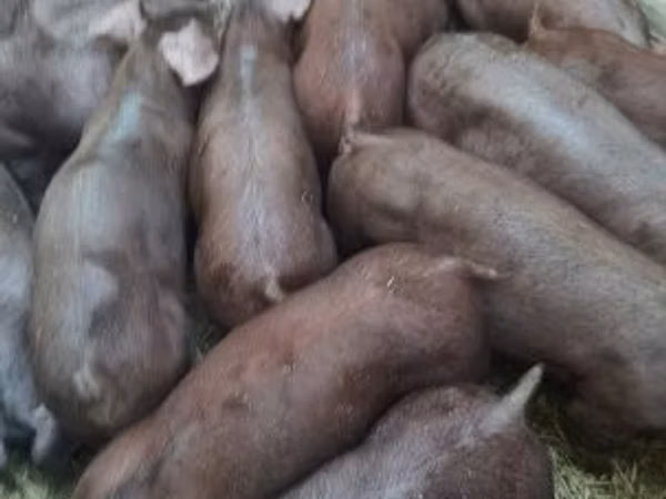 Урук чочко, 