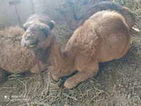 ناقة, الجمال — الصورة 2