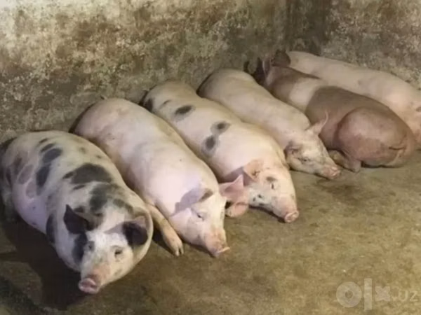 Säue, Schweine — Usbekistan