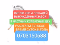 Букачар, Сиырлар — сүрөт 2