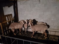 Oveja, Arashan sheep — foto 2