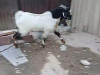 Теке, Beetal goats — 2-сурет