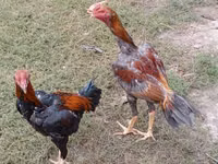 Chickens — الصورة 6