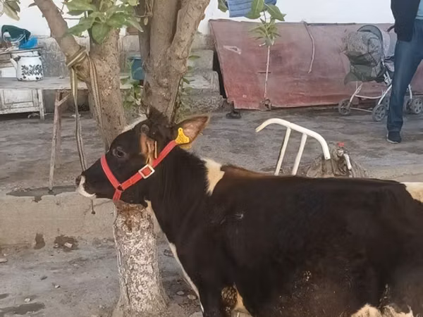 公牛, Cattle — 乌兹别克斯坦