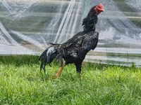 Chickens — الصورة 5