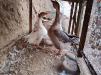 Geese — Foto 2